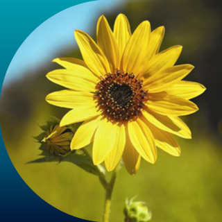BCBS of Kansas Client Spotlight